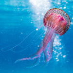 Всемирный день медуз