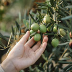 Всемирный день оливкового дерева