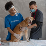 Международный день ветеринарной медицины