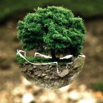 День посадки деревьев в Китае и Тайване