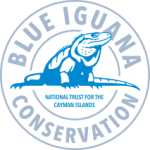 Международный день голубой игуаны