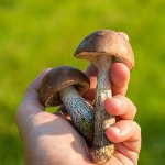 Европейский день грибов