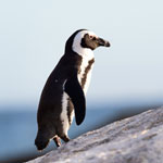 Международный день распространения информации об африканских пингвинах