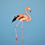 Международный день фламинго