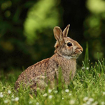 Международный день кролика