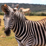 Международный день зебры