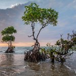 Международный день сохранения мангровых экосистем