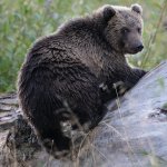 Национальный день черного медведя в США