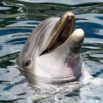 Национальный день дельфинов в США