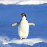 Всемирный день пингвина