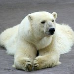 Международный день полярного медведя
