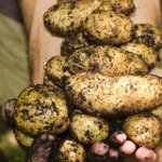 День картофеля в Перу