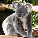 День спасения коал в Австралии