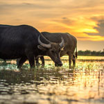 День охраны азиатских буйволов в Таиланде