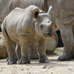 Всемирный день носорога