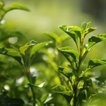 День зеленого чая в Японии
