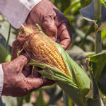 День кукурузы в США