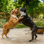 Национальный день осведомленности о собачьих боях в США