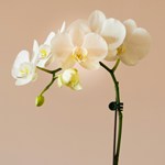 Национальный день орхидей в США