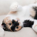 Национальный день «Отведи кота к ветеринару» в США