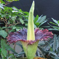 Аморфофаллус титанический: самый дурно пахнущий цветок