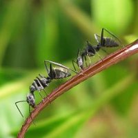 Симбиоз акаций и муравьев: дружба по расчету