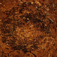 Спираль смерти, или муравьиные круги