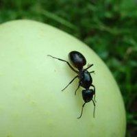 Сколько живут муравьи?