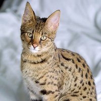 Порода кошек ашера: грандиозный обман заводчиков