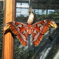 Павлиноглазка Атлас: крупнейшая бабочка в мире