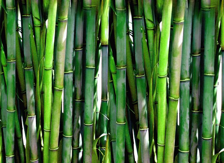 Удивительные факты о бамбуке