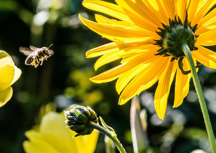 Познавательные факты о пчелах