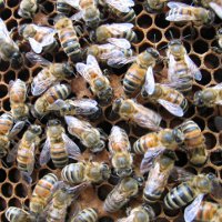 Пчелы против шершней: эпическая битва насекомых