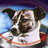 Первые собаки в космосе