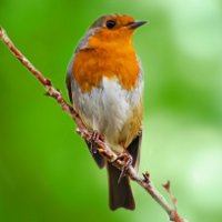 Интересные факты о пении птиц