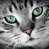 Забавные факты о кошачьих глазах