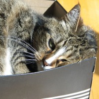 Почему кошки любят коробки?