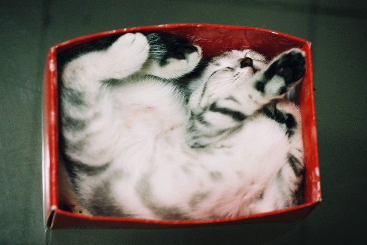 Почему кошкам нравится забираться в коробки