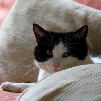 Простые факты о кошках и их применение