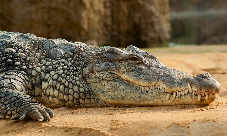 Сколько живут крокодилы в природе и в неволе