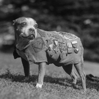 Самые известные собаки-герои войн