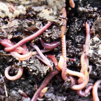 Мифы и факты о дождевых червях