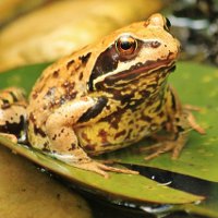 Чем жаба отличается от лягушки?