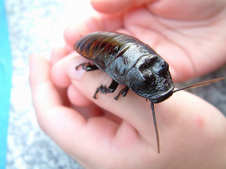 Мадагаскарские таракан