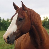 Топ-10 фактов о лошадях