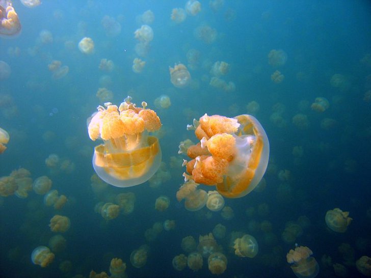 Сцифомедузы из отряда корнеротов