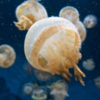 Топ-10 фактов о медузах