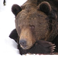 Как спят медведи?