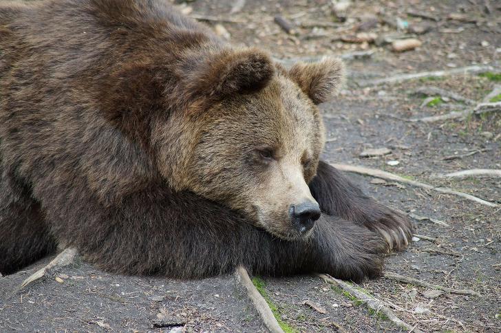 Почему и как спят медведи зимой