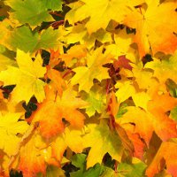 Почему у растений осенью желтеют листья